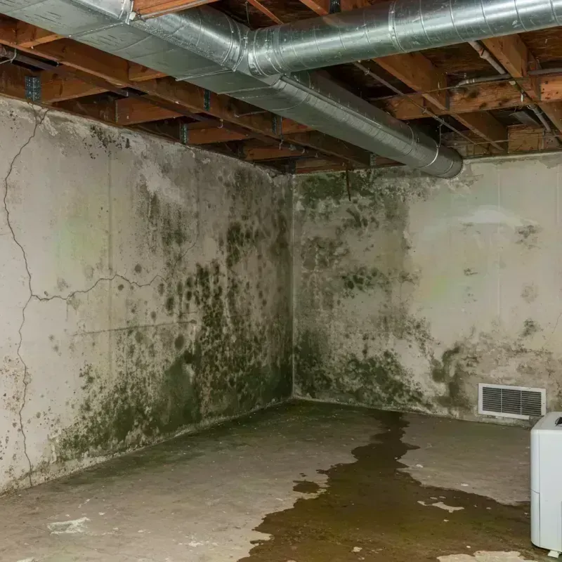 Professional Mold Removal in Templeton, MA